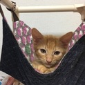 可愛い茶トラa