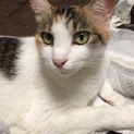 募集一時停止中人が好きな美猫ミケちゃん