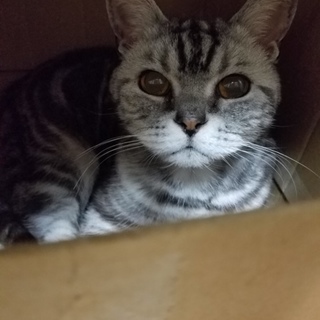 アメリカンショートヘアのおんなのこです。