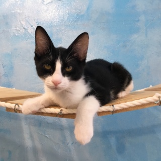 呼ぶとトコトコやってくる、おっとりダイチくん！