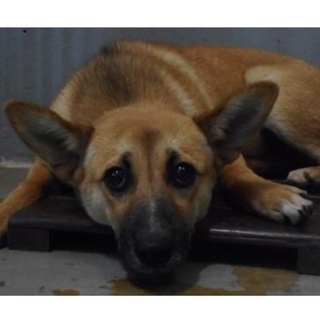 愛護団体様が引き出して下さいました。