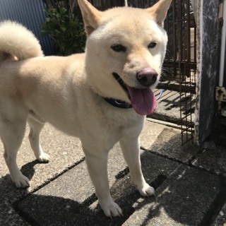 柴犬　男の子　白
