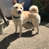 柴犬　男の子　白 サムネイル2