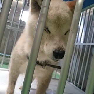 【感謝】繋がります！盲目？おばあちゃん犬しばーば