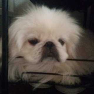 ペキニーズ☆里親様募集いたします