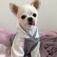 ふうたん