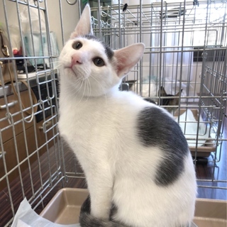 おとなしいココくん♡前髪おちゃめ♪