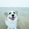 の写真