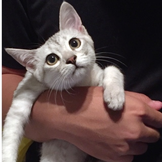 グレー美猫うゆにちゃん♡