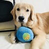 ９ヶ月になりましたまだまだヤンチャです