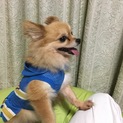 人懐っこく、とても寂しがり屋のチワワです。