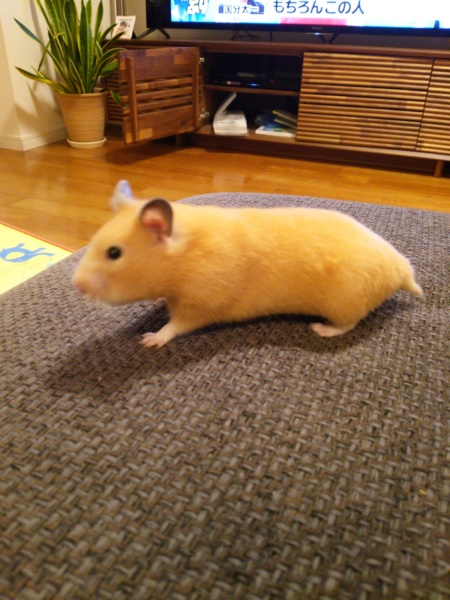 キンクマハムスター赤ちゃん 静岡県 小動物の里親募集 ペットのおうち 月間利用者150万人