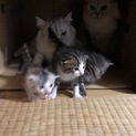 子猫里親