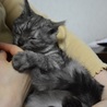 せんしゅう