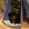 の写真
