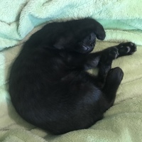 Saburo