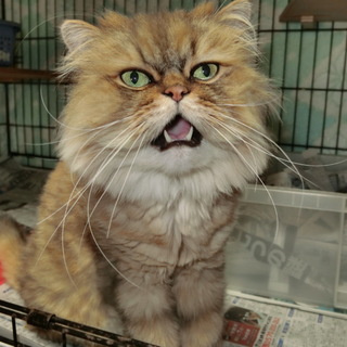 元気ないい子です。