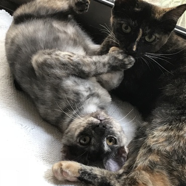 グラの写真