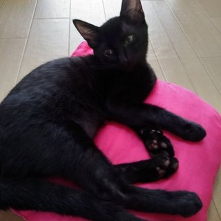 賢く可愛い黒猫、ヒカルくん♪