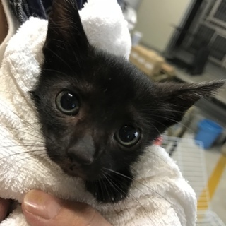お目目ぱっちり♡小さな黒子猫ちゃん 