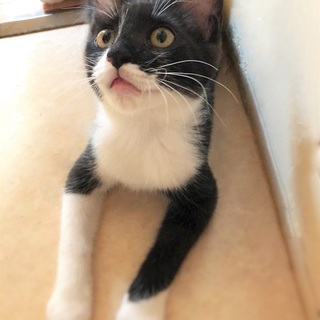 膝猫甘えん坊☆ニコラウス君