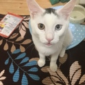 オッドアイの元気な猫ちゃんの募集
