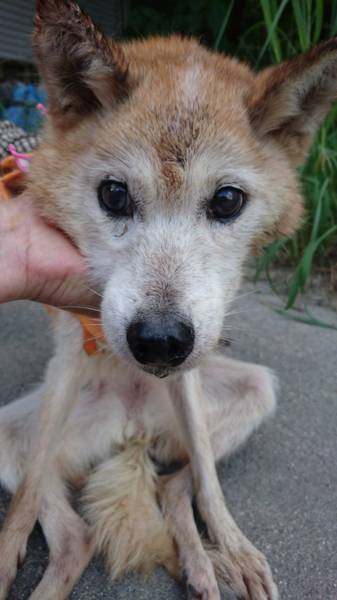 おとなしいシニア柴犬 静 奈良県 犬の里親募集 ペットのおうち 月間利用者150万人