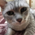 【里親決定】飼い主さん余命ひと月の為急いでいます！