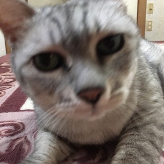 【里親決定】飼い主さん余命ひと月の為急いでいます！