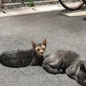 キジトラの男の子と黒猫
