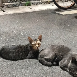 キジトラの男の子と黒猫