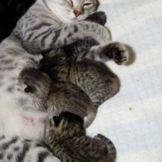 産まれたばかりのキジちゃんです！