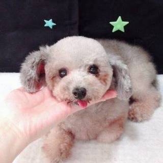 タイニープードルのルマル丸8〜９歳くらい