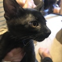 可愛い黒猫ちゃんの里親さん募集してます！
