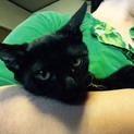 可愛い黒猫ちゃんの里親さん募集します！