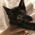 可愛い黒猫くんの里親さん募集です！
