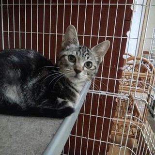 外飼いをされている母猫から生まれました。