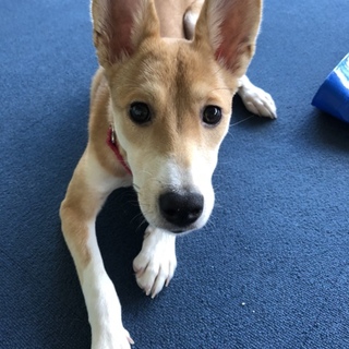 （仮名）ペコちゃん5ヶ月女の子