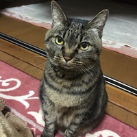 しま子