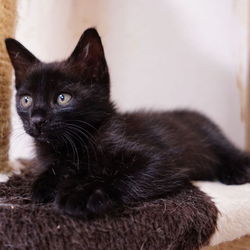 う～～ん　ニャかニャか来ないなぁ