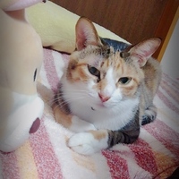りんりん