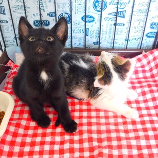 里親決定❣️素敵なママに逢えました❣️