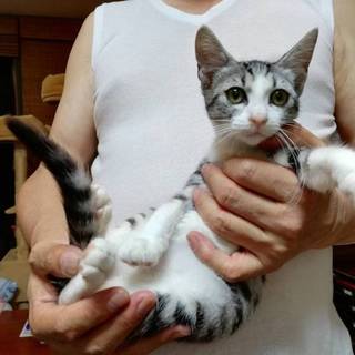 美人サバ白ちゃん
