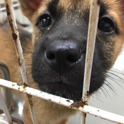 「下津井犬の子犬しもみちゃん→トライアル→譲渡決定！」サムネイル2