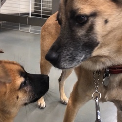 「下津井犬の子犬しもみちゃん→トライアル→譲渡決定！」サムネイル3