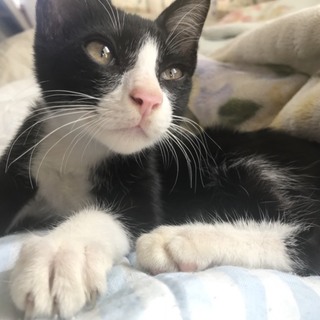 オスの子猫の家族募集