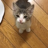 テツ