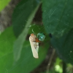 「益虫さん、天敵さん ヽ(´▽｀)/」サムネイル1