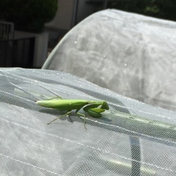 「益虫さん、天敵さん ヽ(´▽｀)/」サムネイル2