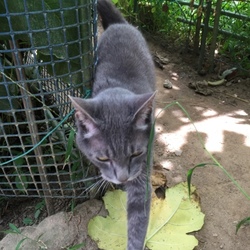 「益虫さん、天敵さん ヽ(´▽｀)/」サムネイル3